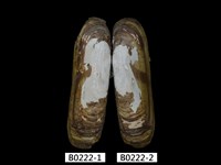 藏品(毛蟶(縊蟶泥蟶))的圖片